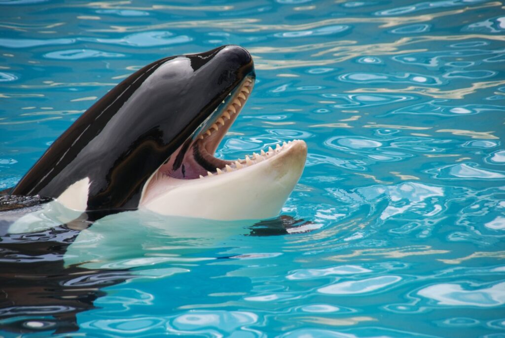 The Clearwater Marine Aquarium